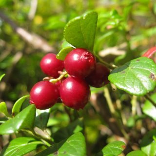 Брусника в Тыве